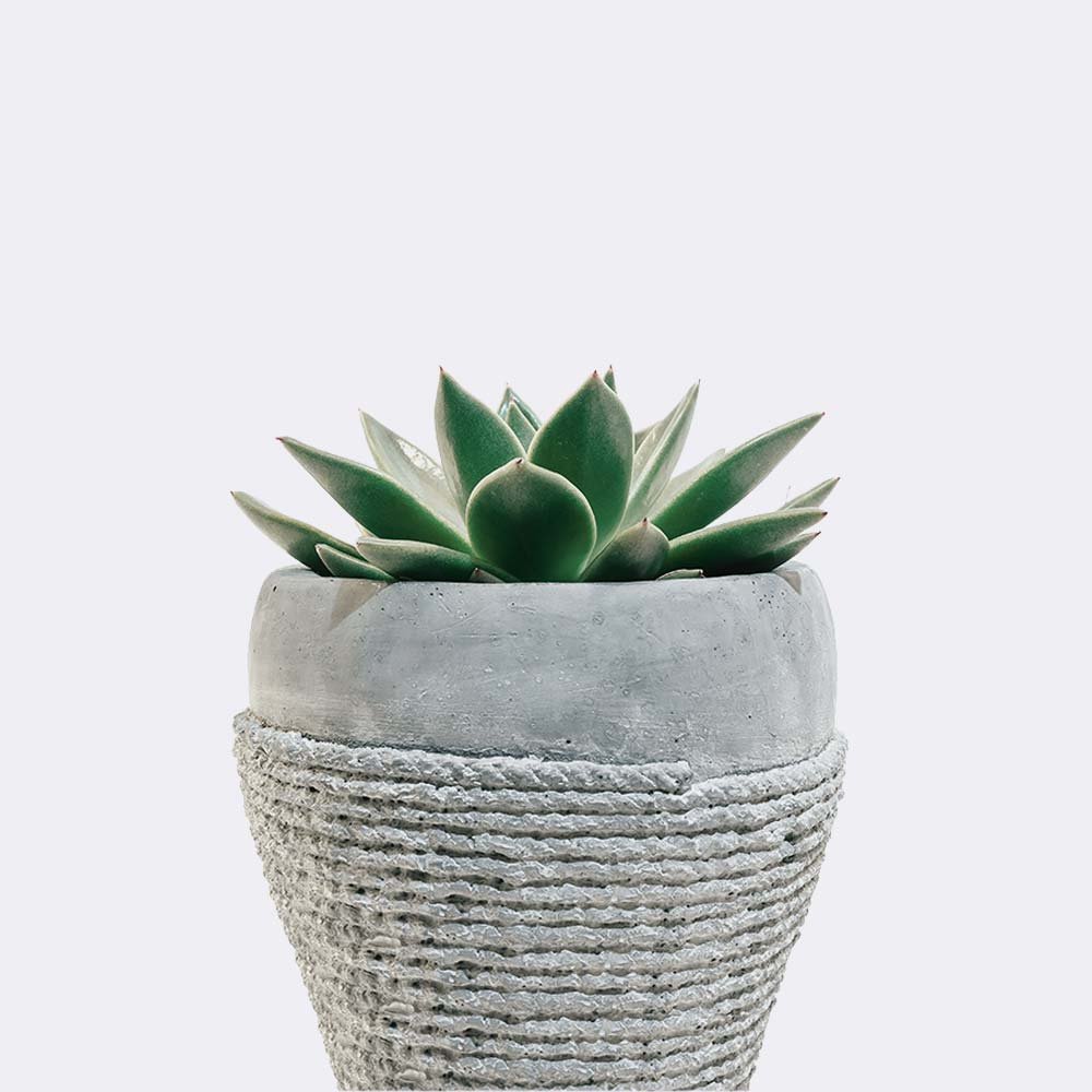 plant5-free-img plant5 free img